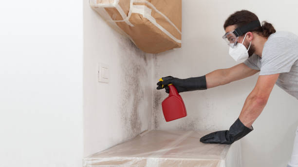 Professional Basement Mold Removal technician working in Trenton, GA