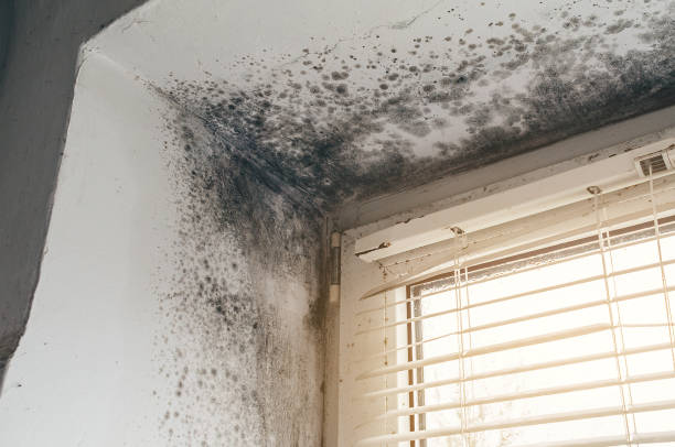 Affordable Basement Mold Removal solutions in Trenton, GA