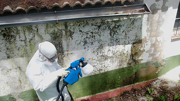 Top rated local Basement Mold Removal specialists in Trenton, GA